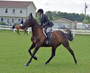 news nc Lam Fair Horse Expo 11 gm 3724 copy