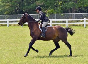 news nc Lam Fair Horse Expo 13 gm 3724 copy