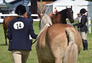 news nc Lam Fair Horse Expo 3 gm 3724 copy