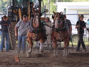 news nc Lam Fair Horse Pull 1 gm 3724 copy