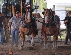 news nc Lam Fair Horse Pull 1a gm 3724 copy