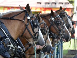news nc Lam Fair Horse Pull 2 gm 3724 copy