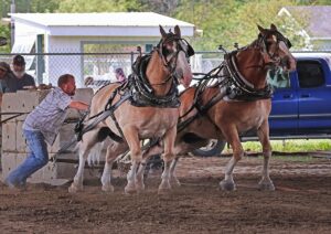 news nc Lam Fair Horse Pull 4 gm 3724 copy
