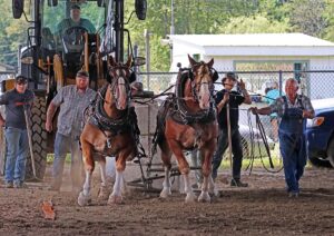 news nc Lam Fair Horse Pull 5 gm 3724 copy