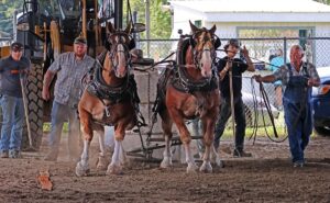 news nc Lam Fair Horse Pull 5a gm 3724 copy