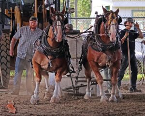 news nc Lam Fair Horse Pull 5ab gm 3724 copy