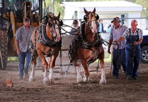 news nc Lam Fair Horse Pull 6 gm 3724 copy