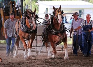 news nc Lam Fair Horse Pull 6a gm 3724 copy
